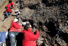 El profesor Alexander Vargas destaca que lo inesperado de esta nueva especie es que corresponde a una versión más primitiva que los otros hadrosaurios descritos hasta ahora en Sudamérica, la primera de este tipo descubierta en el Hemisferio Sur.