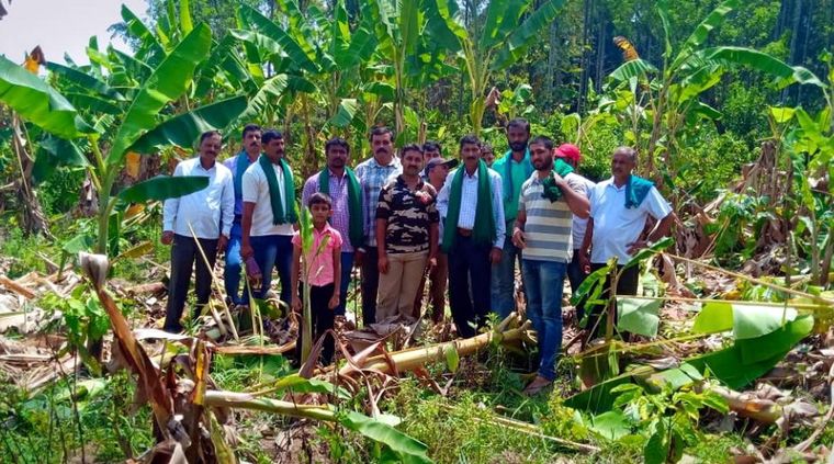 Plantación de bananas destruida. Foto: DeccanHerald.