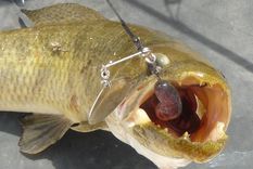 atacaron las tarariras en posadas