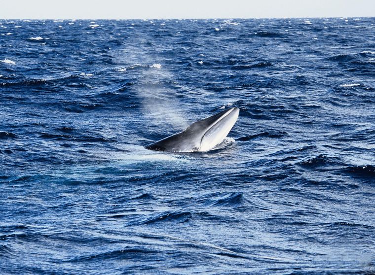 La ballena minke antártica puede alcanzar hasta 10 metros de longitud y es una de las especies más abundantes de grandes cetáceos del hemisferio sur.