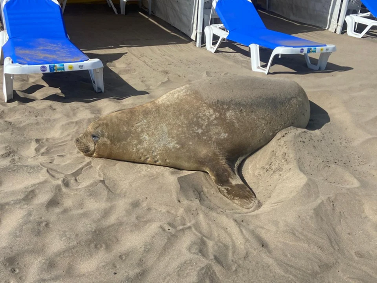 Las autoridades indican que los turistas no deben darle comida ni bebida ni acercarse al mamífero. Foto: Noticias Argentinas