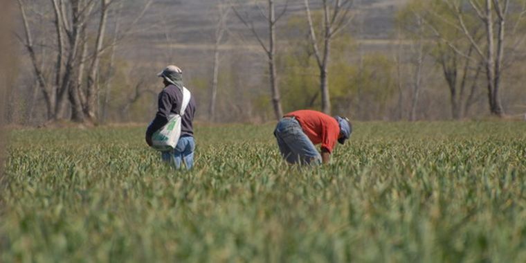 Las ventas de ajo a nivel productor son inciertas.