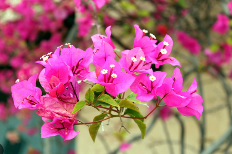 Jardinería. La planta buganvilia recibe el nombre popular de Santa Rita Foto: Pixabay - pixabay.com Jardinería. La planta buganvilia recibe el nombre popular de Santa Rita Foto: Pixabay - pixabay.com