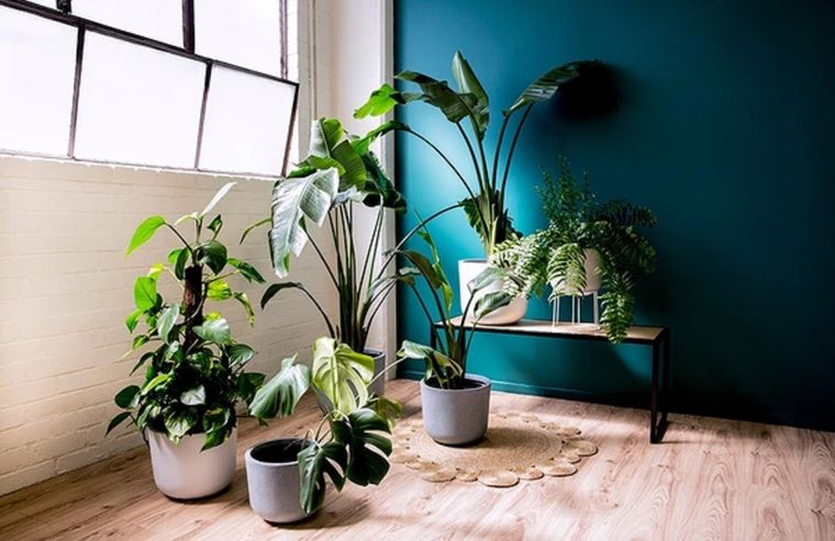 Cuida tus plantas de interior de forma correcta y no te excedas en preocupaciones. Foto: buonaserahouse