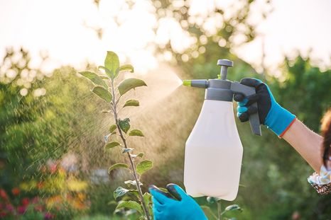 Plaga Las plantas estarán saludables de nuevo. Foto: Fuente: Shutterstock