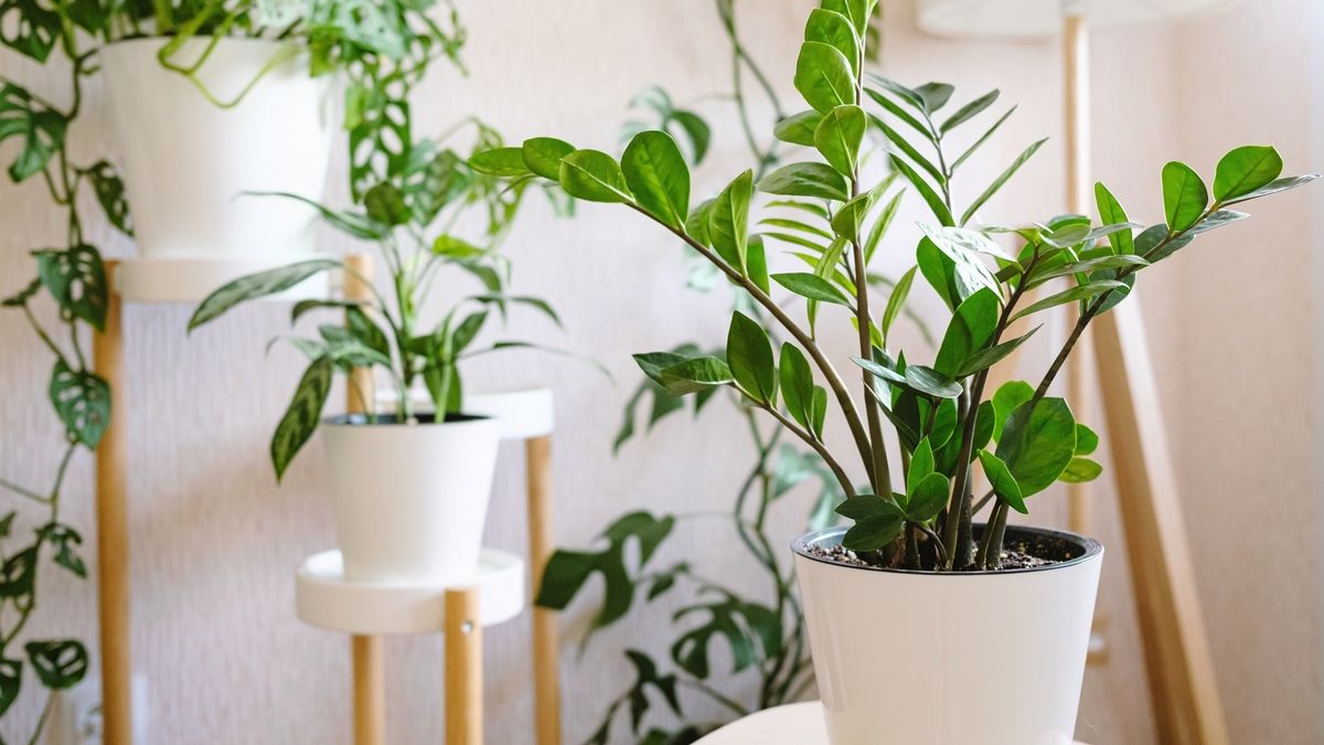 Cinco plantas de interior que sobreviven con poca luz y quedan perfectas en el living
