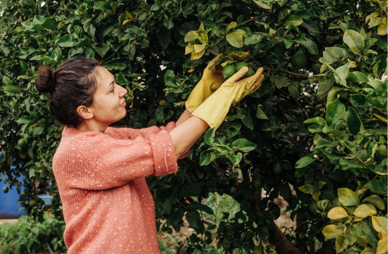 JARDÍN CÓMO PLANTAR UN LIMONERO Foto: shutterstock
