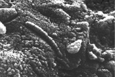 la vida podria haberse formado en el barro, no en el agua