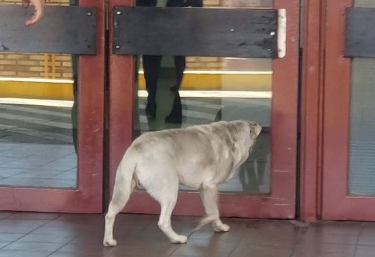 Su dueño era un indigente que ingresó al hospital el viernes a la madrugada Foto: Twitter @leoguevara80