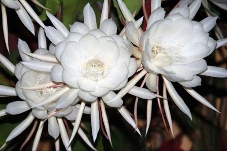 Incorporar estas flores permite disfrutar del jardín en un momento distinto del día. Incorporar estas flores permite disfrutar del jardín en un momento distinto del día.
