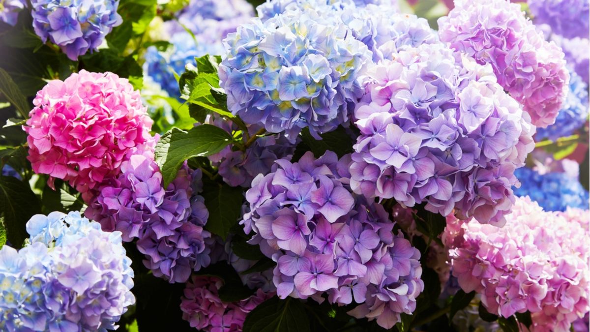 El truco secreto para cambiar el color de tus hortensias en casa: pasalas de rosa a azul con este ingrediente