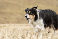 Los Border Collie pueden reconocer más de 200 palabras y entender muchas órdenes Foto: Shutterstock