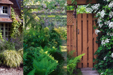 Las 11 mejores plantas trepadoras para el jardín y la casa