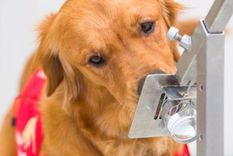 ¿perros detectores del virus? la universidad de buenos aires se une a un proyecto internacional