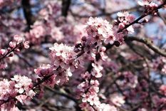 Este árbol es ideal para tener en espacios chicos.&nbsp;