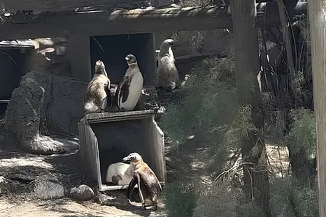 Activistas denunciaron un intento de venta de cuatro pingüinos del ex Aquarium de Mar del Plata por US$ 40.000. Activistas denunciaron un intento de venta de cuatro pingüinos del ex Aquarium de Mar del Plata por US$ 40.000.