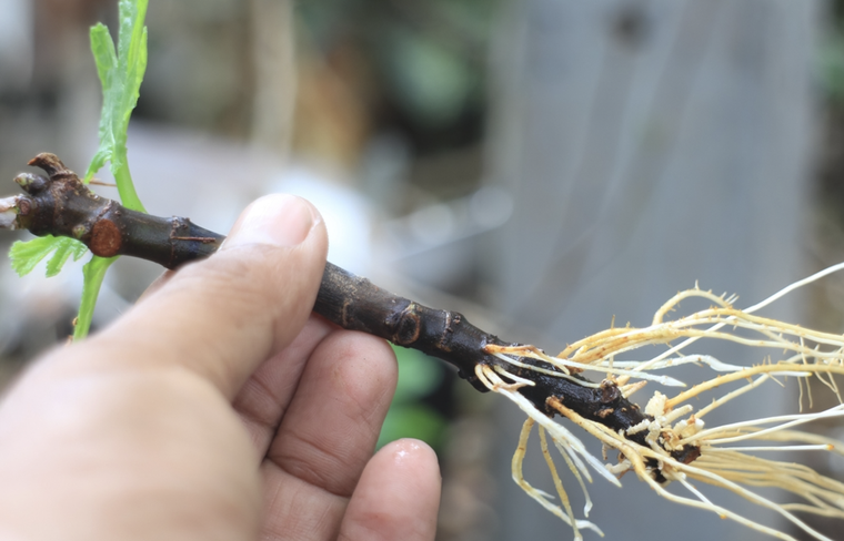 Este enraizador también ayuda a controlar el pH del suelo. Foto: Shutterstock