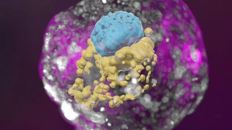 Un modelo de embrión humano derivado de células madre. Las células azules corresponden al embrión, las amarillas al saco vitelino y las rosadas a la placenta. Foto: INSTITUTO WEIZMANN