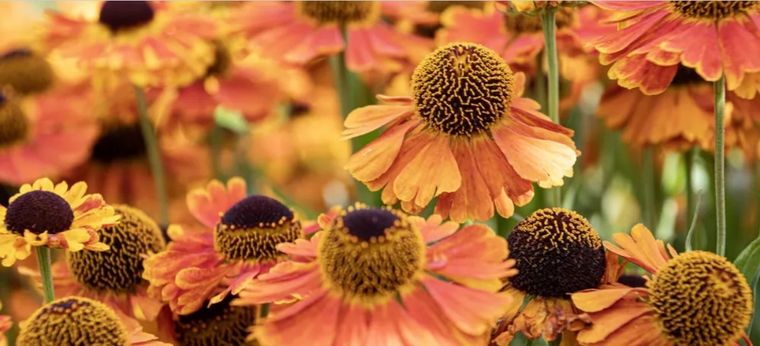 Las plantas perennes mueren en el invierno y vienen con muchas variedades en flores. Foto: homesandgardens.com