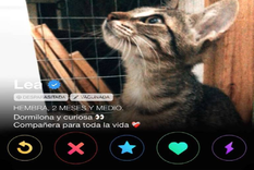 como funciona el novedoso tinder para gatos creado por un argentino