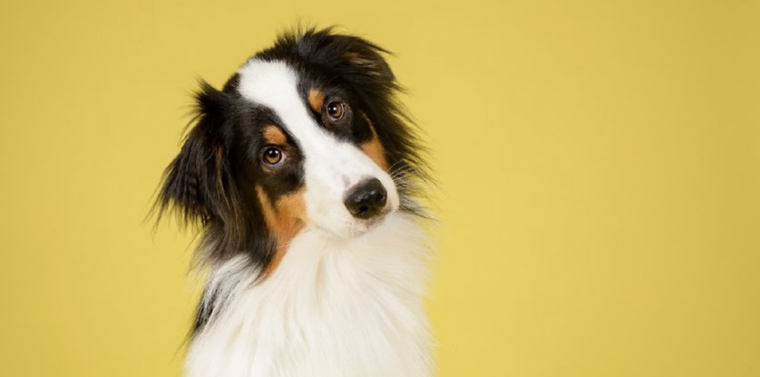 Descubre que quiere comunicar tu perro a través de sus comportamientos Foto: Shutterstock