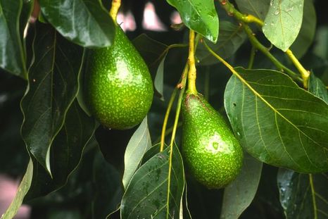 Con este abono casero tendrás paltas más grandes durante el 2026. Con este abono casero tendrás paltas más grandes durante el 2026.