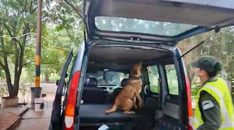 Ziro, el perro de Gendarmería Nacional que halló la droga Foto: Captura de video