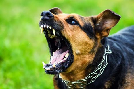Esta semana, un grupo de entre 6 y 10 perros mató a una joven de 23 años en San Juan Foto: CBC.ca