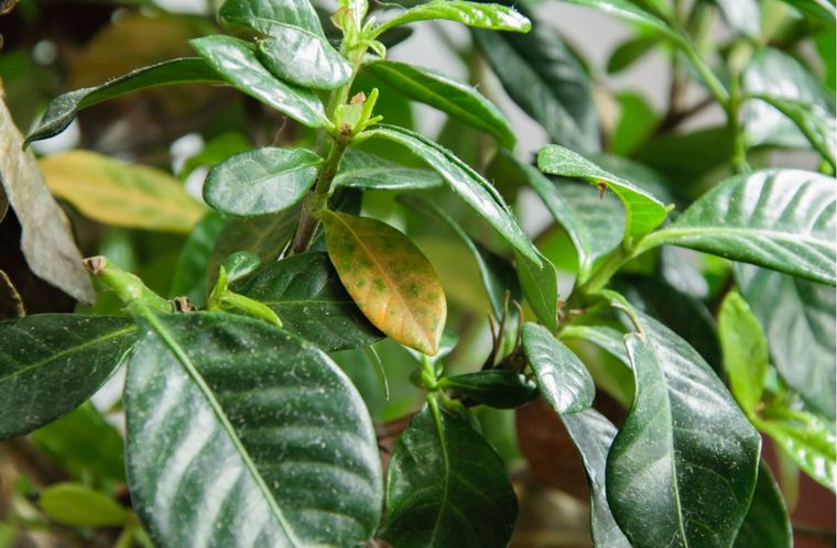 Esta planta es de fácil cuidado y se puede tener en maceta o en el suelo.