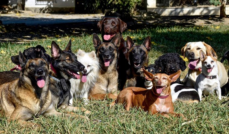 Los perros que fueron parte del estudio son de distintos países del mundo. Foto: Efe.