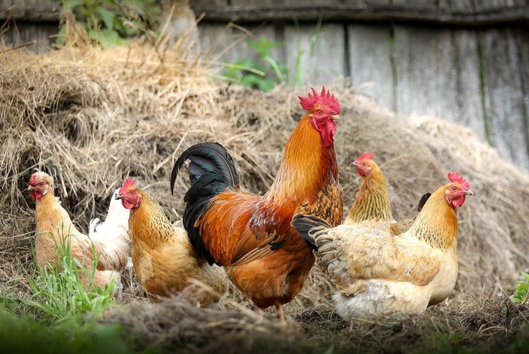 La gripe aviar puede llegar a los humanos si se tiene contacto con animales o superficies infectadas Foto: Pixabay