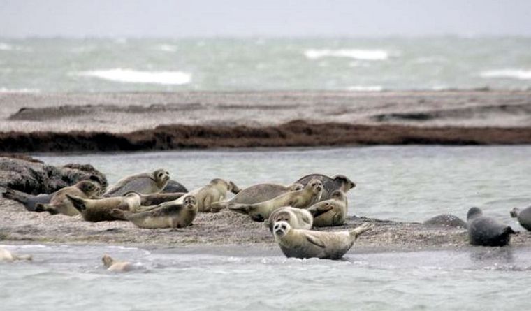 El Mar Caspio corre riesgo y, con él, sus especies. Foto: Dpa.