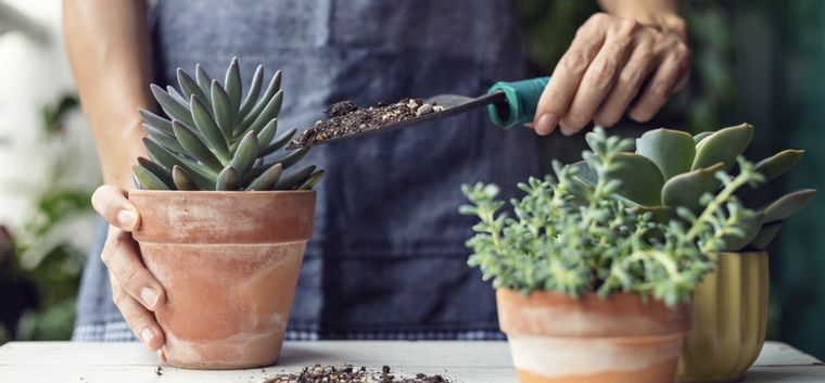 Se conocen entre 900 y 1.500 especies de suculentas de 35 géneros. Foto: Shutterstock
