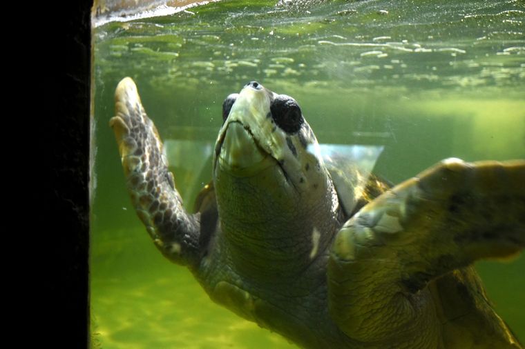 El 11 de abril fue liberado en mar abierto frente a las costas de Mar del Plata. El 11 de abril fue liberado en mar abierto frente a las costas de Mar del Plata.