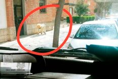 Hombre perro Bajo la apariencia de un extraño caniche, el hombre intentó disimular su pertenencia a la especie humana.