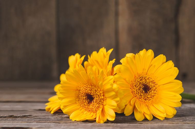 calendula Una planta mágica. Foto: Fuente: Shutterstock