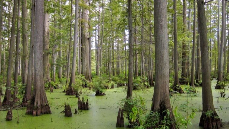 Un bosque de cipreses en el río Cache, Illinois, EE.UU.