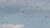 video: el impactante avistaje de mas de 90 condores en mendoza video: el impactante avistaje de mas de 90 condores en mendoza