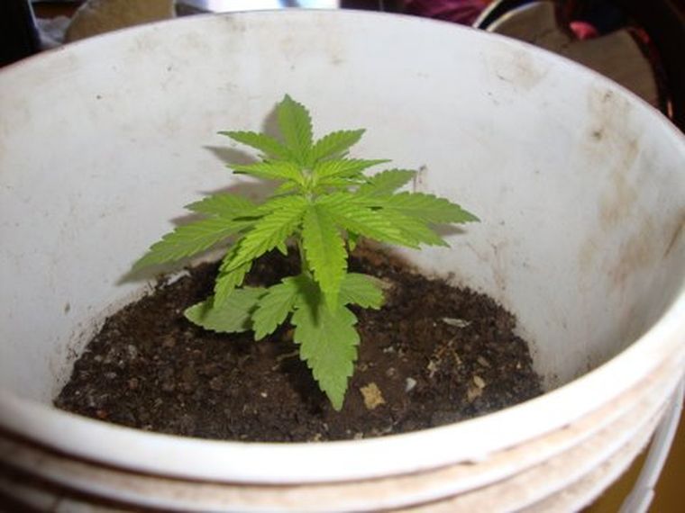La marihuana, negocio legal.