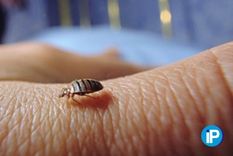 Chinche de cama Foto de islaplagas.com Foto: Foto de islaplagas.com