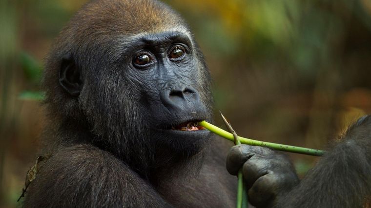 Menos de 150.000 gorilas occidentales de tierras bajas sobreviven en estado salvaje en África central y occidental. Foto: BBC