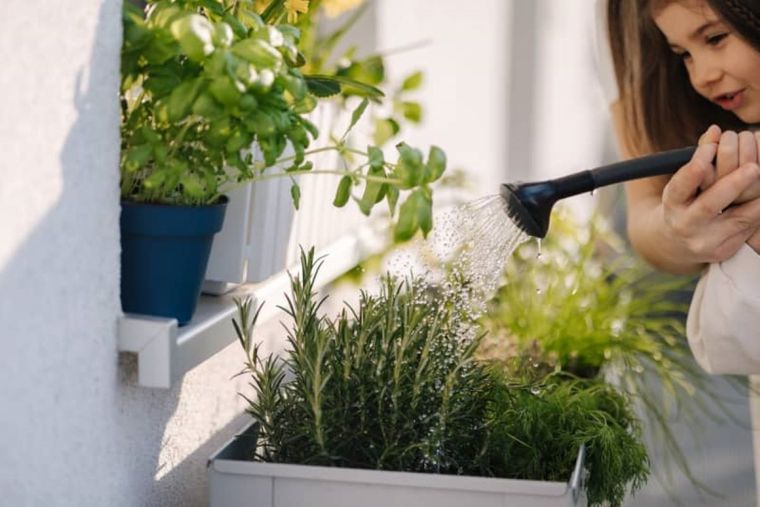 Aunque sea una planta resistente, necesita ciertas condiciones básicas. Foto: Archivo