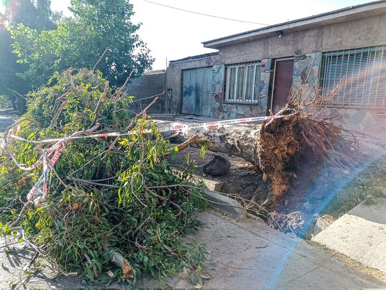 El árbol contra una vivienda. Foto: Emilce Vargas Ferrara/MDZ
