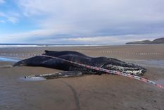 La ballena yubarta quedó varada y luego murió en una playa cercana a Comodoro Rivadavia