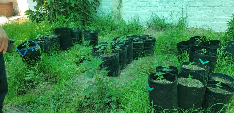 Los plantines hallados por la Policía Foto: Ministerio de Seguridad
