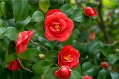 Este abono casero revive las puntas amarillas de las camelias y las hace crecer fuertes Foto: Shutterstock