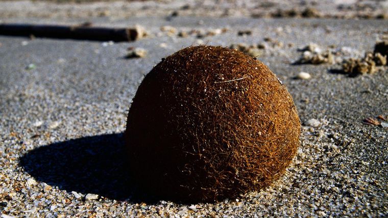 Las pelotas de Neptuno combinan pasto marino con contaminación plástica.
