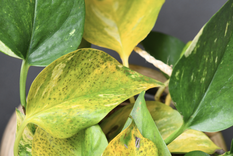 Adiós a las hojas amarillas con este ingrediente de la alacena. 