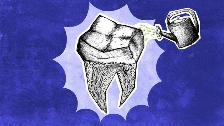 Los humanos no son capaces de regenerar los dientes definitivos que pierden, a diferencia de otras especies.
