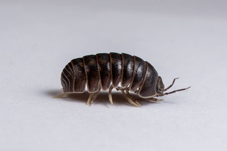 El bicho bolita inspira al cambio. El bicho bolita inspira al cambio. 